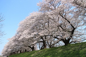 背割堤の桜（八幡市）
