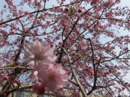 しだれ桜　満開です