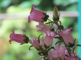 ラウンジの花