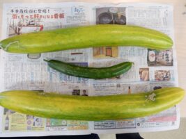 ローズライフ京都　夏野菜きゅうり