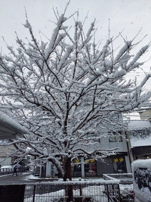 ローズライフ京都　雪　桜