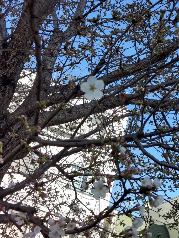 ローズライフ京都　桜2